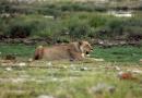 Lioness, Etosha Park